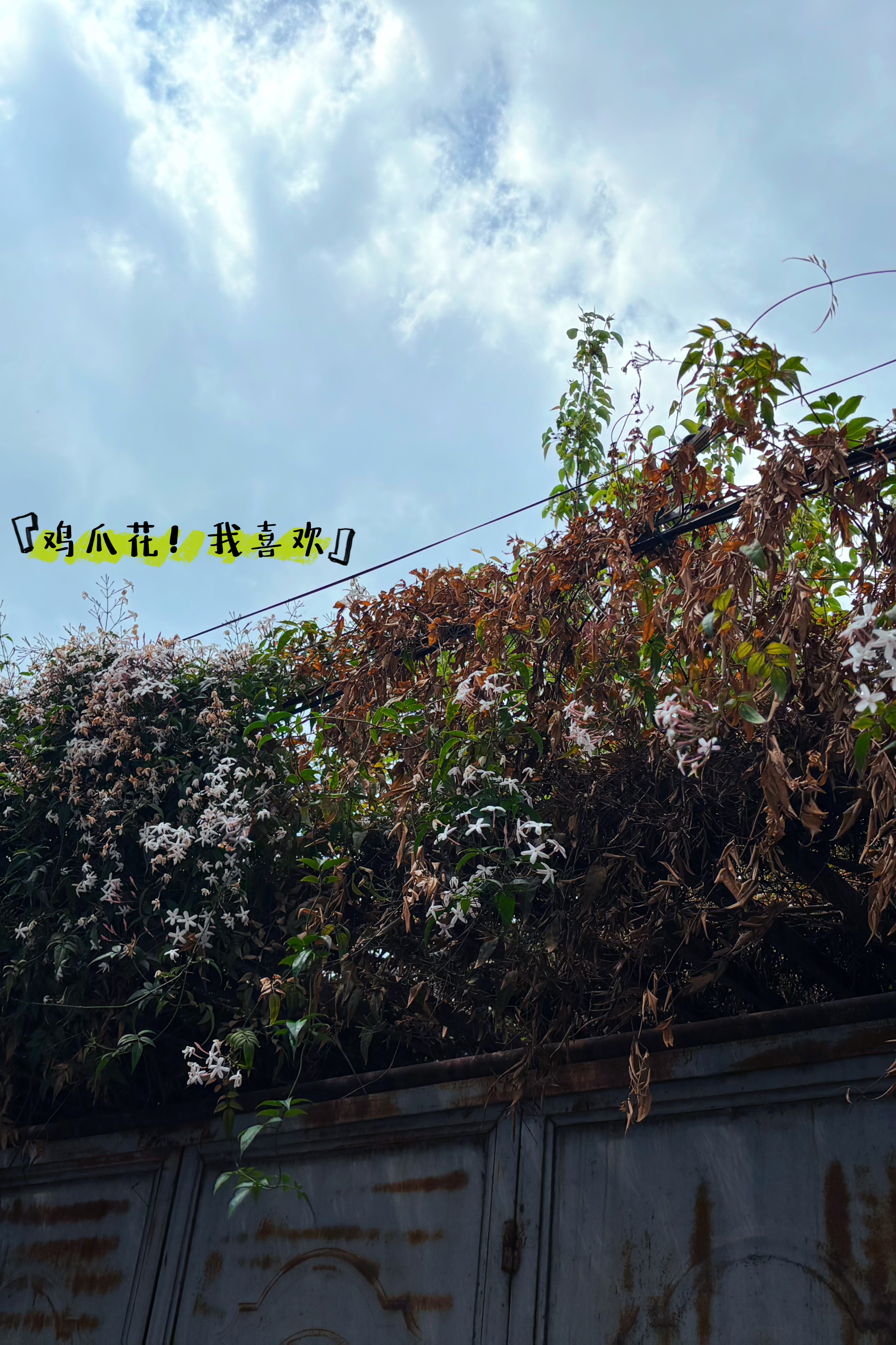 大理